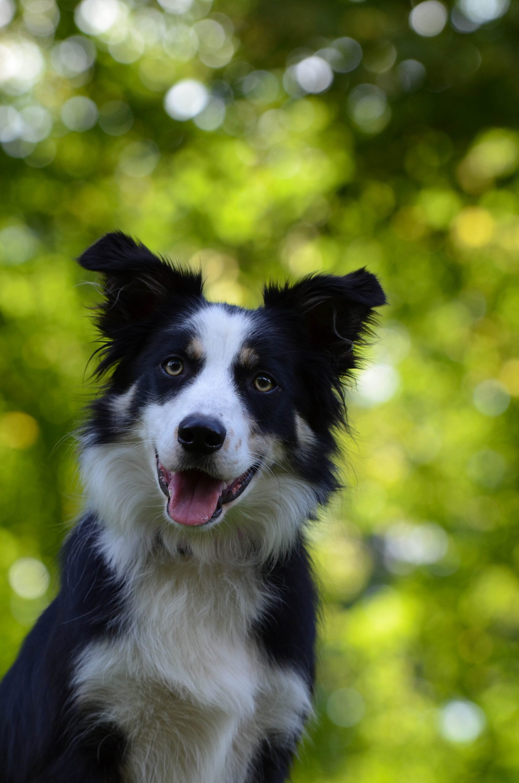 Hütehundetreffen 21.06.2026