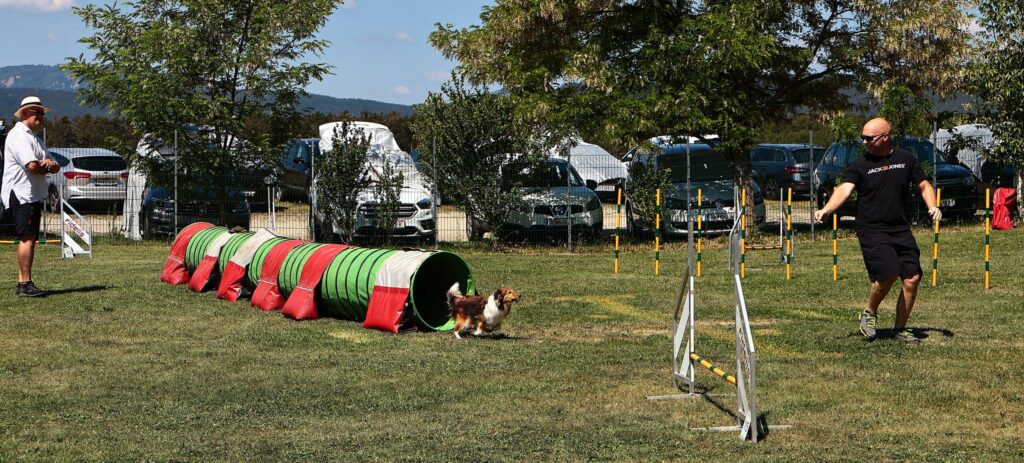 Sheltie läuft durch den Tunnel beim Agility unter Anleitung eines Hundeführers