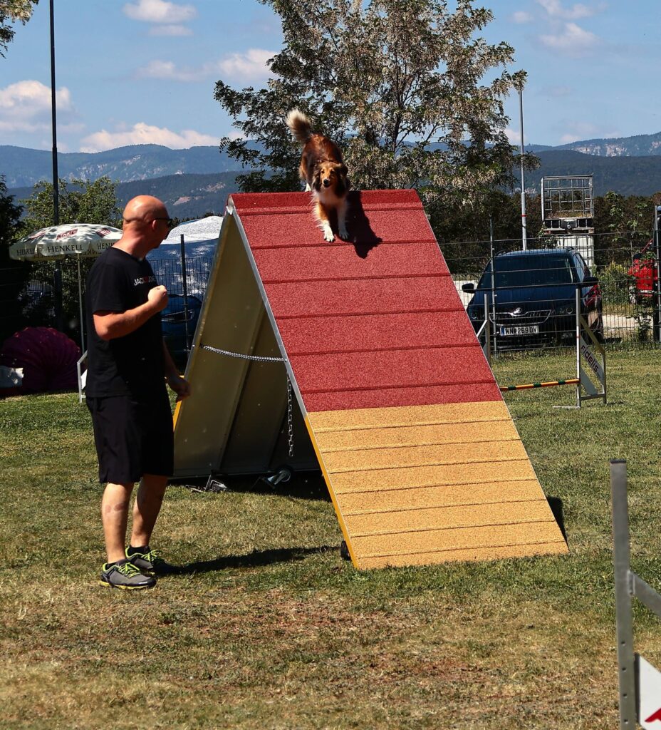 Sheltie läuft über Wand beim Agility unter Anleitung eines Hundeführers