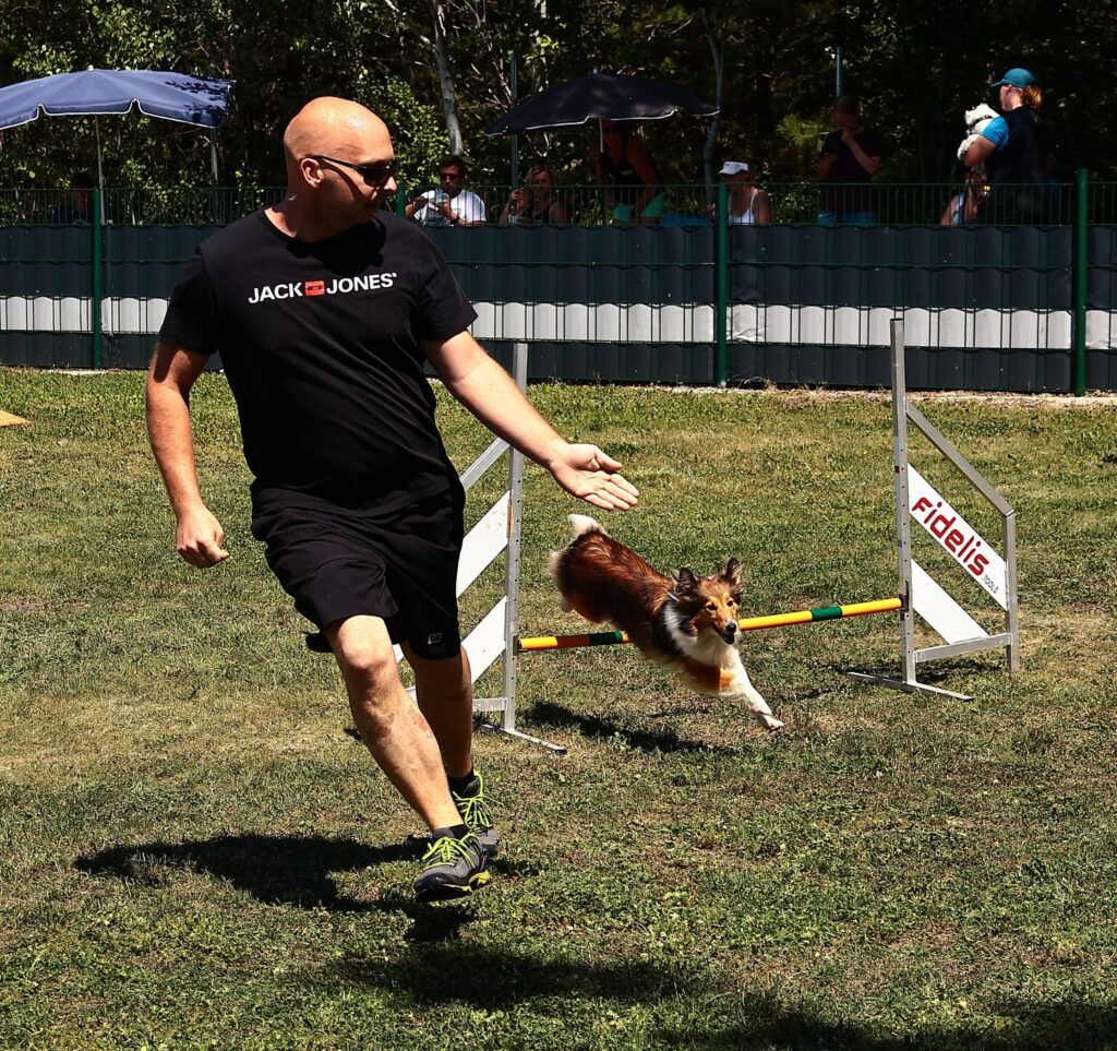Sheltie springt über Hürde beim Agility unter Anleitung eines Hundeführers